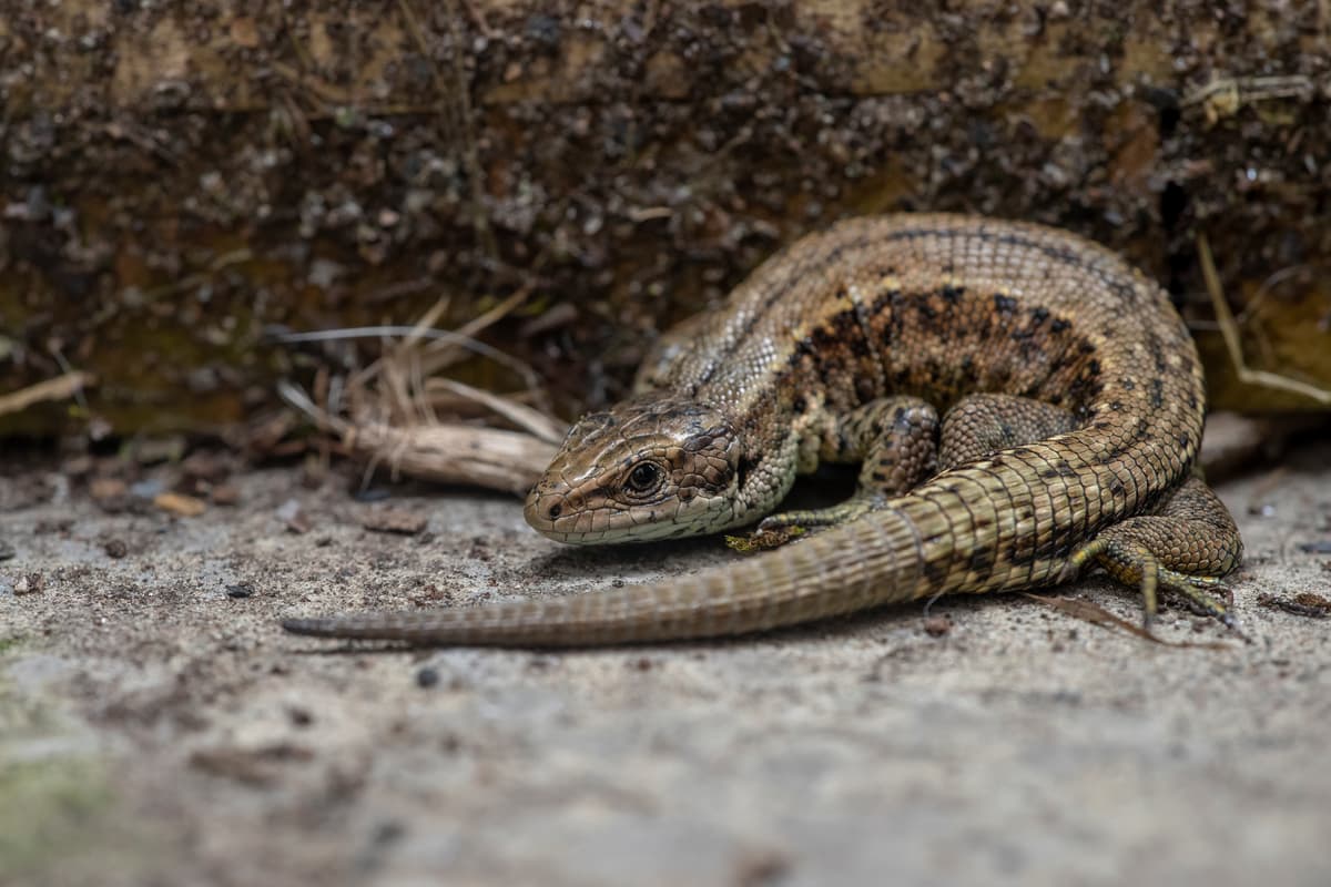 Outside Lizard How to identify visiting lizards in your garden this summer