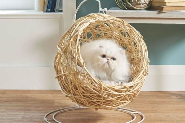 Aldi’s Cat Egg Chair sold out in minutes, proving how much we love to spoil our cats