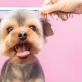 The best products to groom your dog - from scissors to shampoo