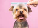 The best products to groom your dog - from scissors to shampoo