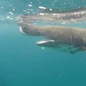 An endangered basking shark swims alongside a wildlife ranger