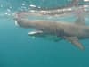 Wildlife ranger captures amazing footage of endangered basking shark – as it swam along next to him
