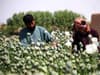 What does Afghanistan export? How much opium export earns the country - and how much the Taliban makes off it