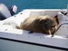 Wally the Walrus has been given a floating couch to stop him sinking any more boats