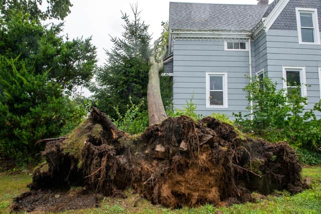 Fallen trees cause many power lines to break as strong winds tore weak branches apart and uprooted root systems from the ground during Tropical Storm Henri in New London, Connecticut (Joseph Preziosp/AFP/Getty)