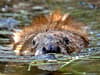 Beavers in the UK: how and where might they be reintroduced in England - are they good for the environment?