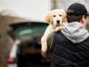 Pet theft to be made criminal offence under government plans to crackdown on dognappers