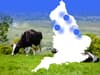 Bovine tuberculosis: race against time for vaccine as bovine TB emerges in new UK areas, including North Wales