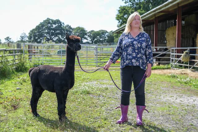 Veterinary nurse Helen Macdonald with the alpaca Geronimo at Shepherds Close Farm in Gloucestershire on August 25, 2021.
