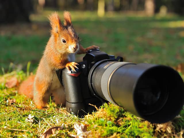 Best wildlife cameras: sharp focus cameras for capturing great photos