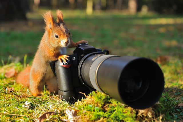 <p>Best wildlife cameras: sharp focus cameras for capturing great photos</p>