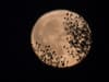 What is the Harvest Moon 2021? Meaning of September full moon in Pisces, when is it, and how to see it from UK