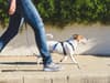 Dog owners risk £5k fine or jail for using harness instead of collar on walks