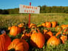 Pumpkin picking around the UK 2021: 20 best patches and farms to visit this autumn and Halloween