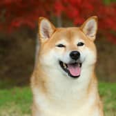 Crypto coin Shiba Inu is named after the breed of dog and uses the same symbol as fellow token Dogecoin. (Pic: Shutterstock)