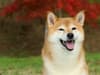 Shiba Inu coin price: why is the crypto currency up today, stock prediction - and Elon Musk influence
