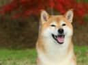 Crypto coin Shiba Inu is named after the breed of dog and uses the same symbol as fellow token Dogecoin. (Pic: Shutterstock)