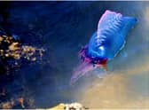 Portuguese man o’war have been spotted in parts of Britain 