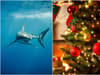 Swimming pool with live sharks and fake Christmas tree found by police in front room