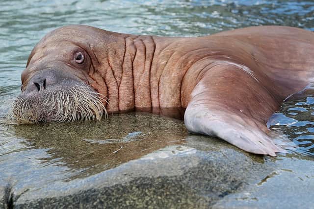 The Walrus from Space census comes from the WWF in partnership with the British Antarctic Survey (Photo: MALTE CHRISTIANS/DPA/AFP via Getty Images)