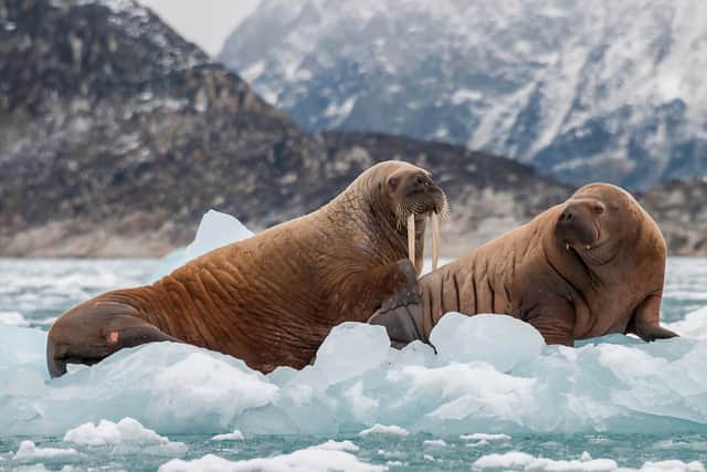 Are you going to become a walrus detective? (Photo: Shutterstock)