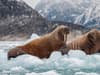 Walrus from Space: why WWF is seeking volunteers to become ‘detectives’ of marine mammal - and how to apply