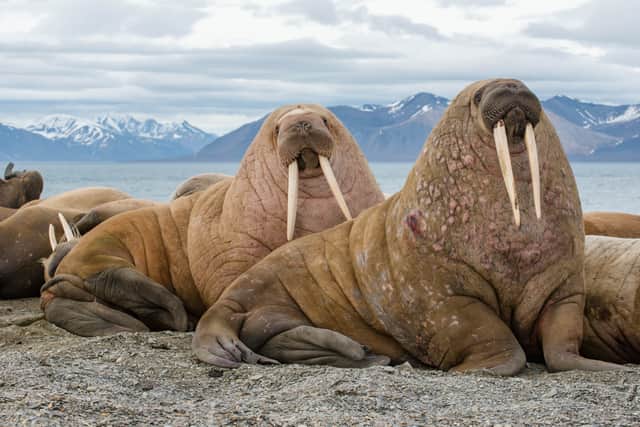 It’s unknown how much the climate crisis is affecting the walrus population (Photo: Shutterstock)