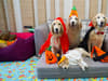 The most popular Halloween costumes for dogs 2021, from pumpkin to devil canine costumes - and where to buy