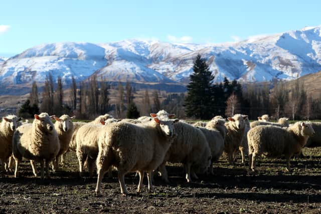 The trade deal will see New Zealand lamb producers get more access to UK consumers (image: Getty Images)