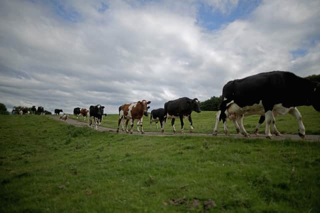 UK farmers could be undercut by New Zealand producers, the NFU has warned (image: Getty Images)