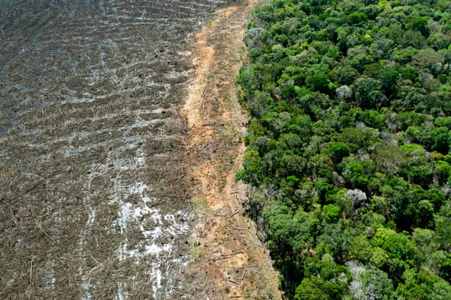 Brazil is among the nations to have signed up to halt and reverse deforestation at COP26 in Glasgow (image: AFP/Getty Images)