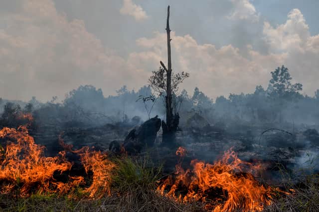 Fires are set in Indonesia’s forest to clear land for palm oil plantations (image: AFP/Getty Images)