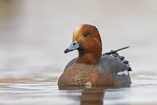 Bird flu can be carried into the UK by migratory birds, such as wigeons (image: Shutterstock)