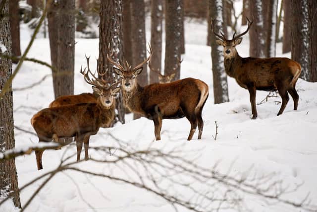 Scottish red deer stags are seen in the snow on February 11, 2021 in Braemar, Scotland (Photo: Jeff J Mitchell/Getty Images)