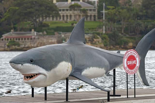A gigantic 7.4 metre Great White Shark replica on the Sydney Harbour (Photo: GREG WOOD/AFP via Getty Images)
