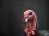 What is the turkey pardon? Thanksgiving tradition explained, what does US president do, and when is it in 2021