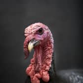 Presidents from George Bush Snr to Donald Trump have pardoned turkeys ahead of Thanksgiving (image: Shutterstock)