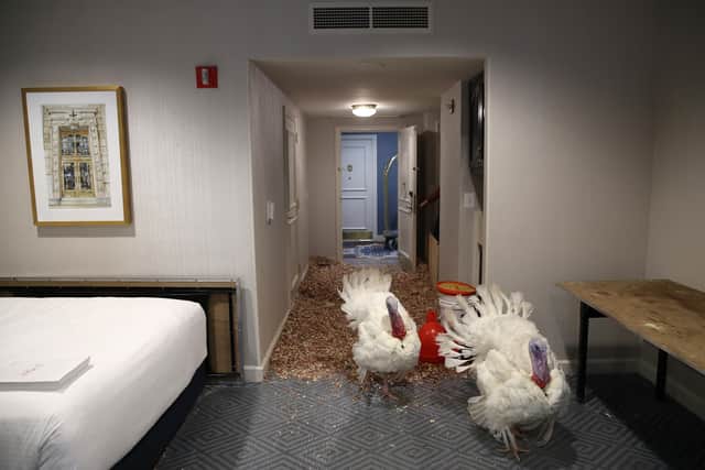 The turkeys that are selected for pardoning usually spend a night or two in a luxury hotel in Washington D.C. (image: Getty Images)