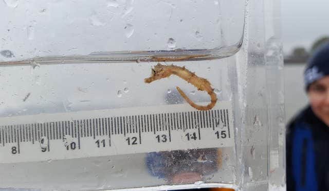 The Thames is now home to a number of species, including seahorses (Photo: Anna Cucknell-ZSL)