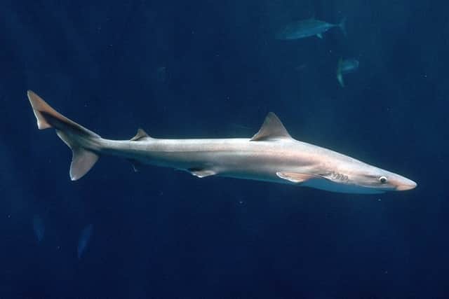 The tope shark can grow to be up to six feet long (Photo: Monterey Bay Aquarium)