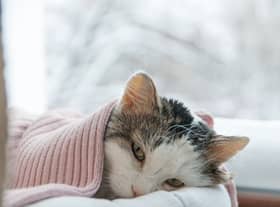 Can pets catch colds from humans? (Photo: Shutterstock)