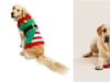Christmas presents for dogs: edible, noisy, interactive toys for the family dog 