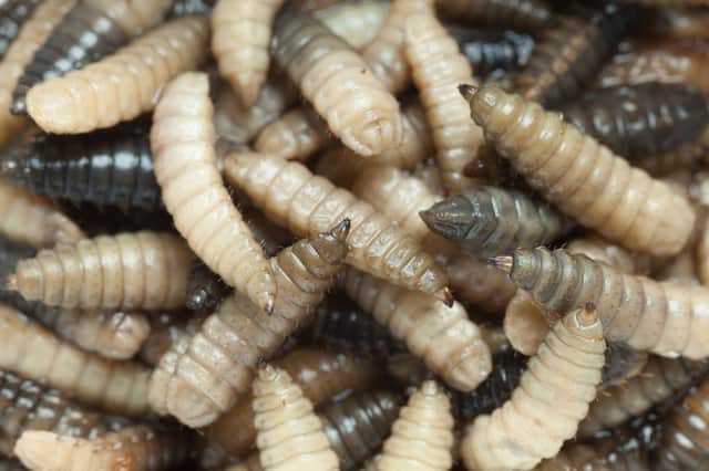 Maggot therapy was used 776 times in 2020/21.
