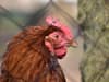 Bird flu UK 2022: Defra ‘bird lockdown’ explained amid ‘largest ever’ outbreak of avian flu across the UK
