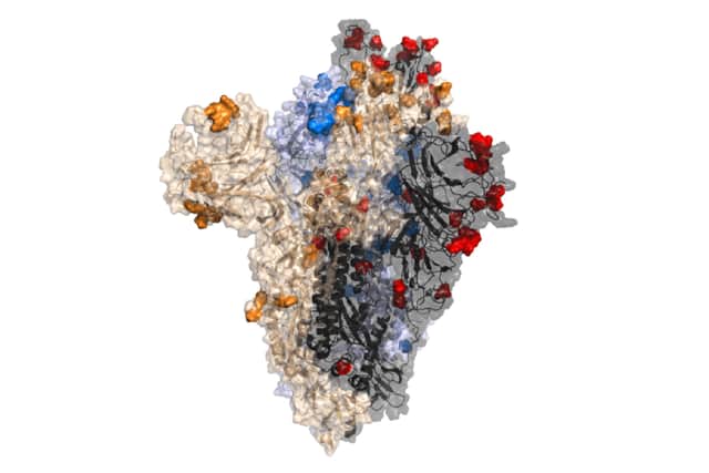 Omicron’s spike protein with new mutations seen in red, blue, gold and black (Image: Centre for Virus Research at the University of Glasgow)
