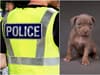 Thieves posed as police officers and forced their way into woman’s home to steal puppy bulldog