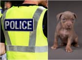 The thieves searched the address and fled with a two-month-old female American XL bulldog puppy (Shutterstock)