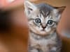 How much does it cost to microchip a cat? New UK law explained - and how database is used to find lost cats