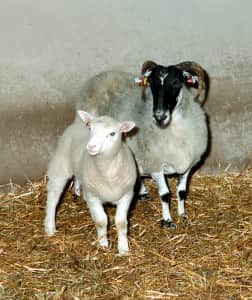 Dolly with her surrogate mother (Picture: Roslin Institute)
