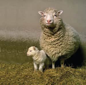 Dolly with her lamb Bonnie (Picture: Roslin Institute)
